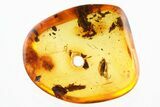 Fossil Soft-Bodied Plant Beetle (Artematopodidae) in Baltic Amber #310904-1